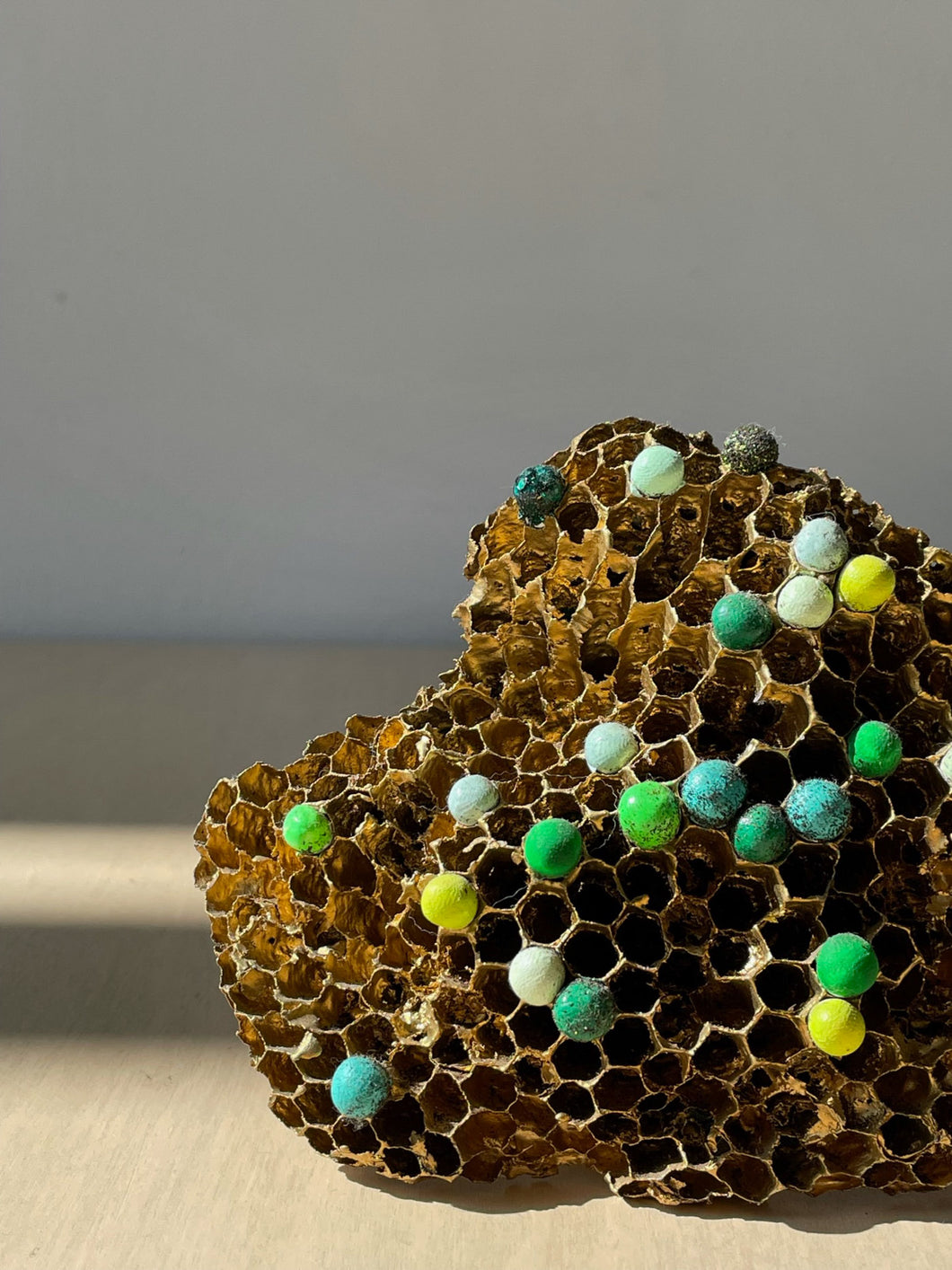 Bite Gilded Wasp Nest